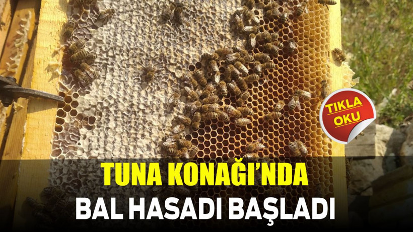 Turna Konağı’nda Bal Hasadı Başladı!