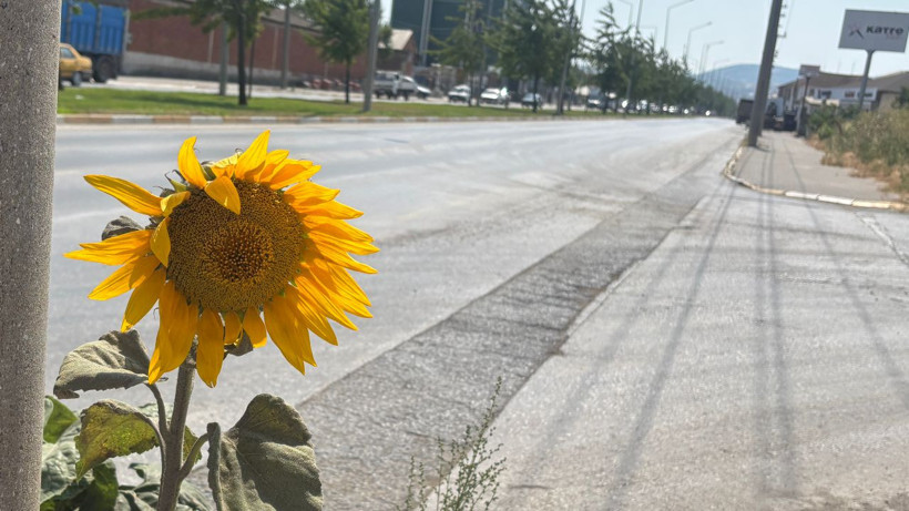 Balıkesir’de Yol Kenarında Açan Ayçiçekleri