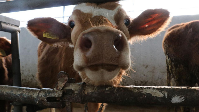 Balıkesir Büyükbaş Hayvancılıkta Türkiye 7.'si Oldu