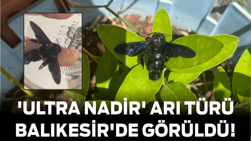 Dünyadaki 'Ultra Nadir' Arı Türü Balıkesir'de Görüldü!