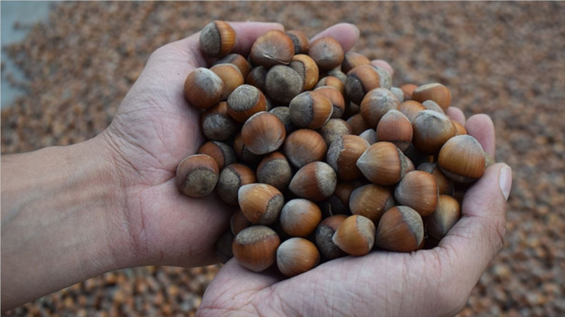 Balıkesir Fındık Fiyatları Kaç Lira Oldu? Kuruyemiş Güncel Fiyatlar