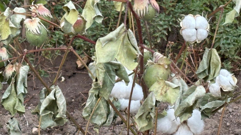 Balıkesir Bahçelievler'de vatandaş Pamuk Ekti, Çiçek Açtı