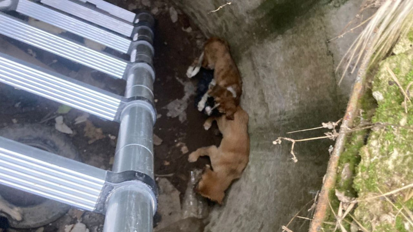Kuyuda Mahsur Kalan Yavru Köpekler Kurtarıldı