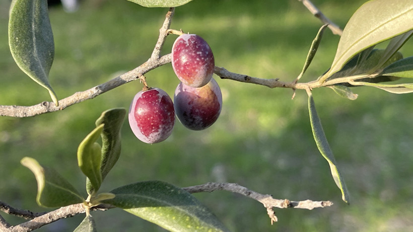 Türkiye'de 2 milyon 450 bin ton zeytin rekoltesi bekleniyor