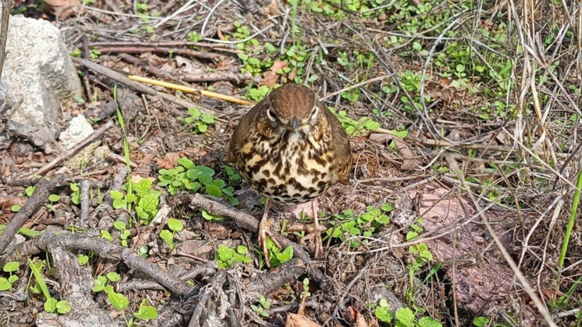 Ardıç ağacı bu kuş olmadan çoğalamıyor... Balıkesir'de görüntülendi