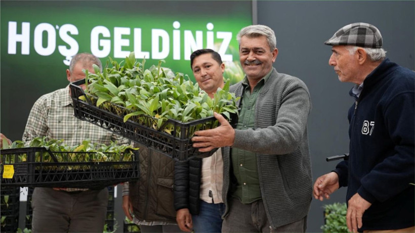 Gömeç’te 50 Bin Enginar Fidesi Dağıtıldı
