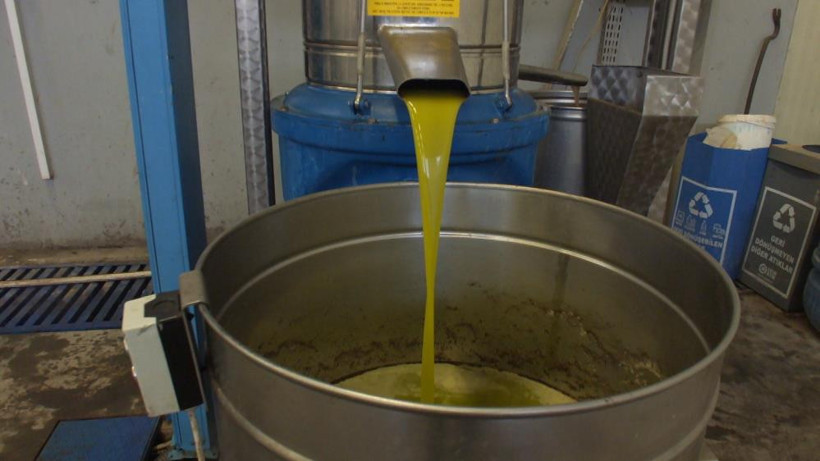 Burhaniye’de “Yok Yılı” Bereketi: Az Zeytin, Mükemmel Kalite! - 1. resim