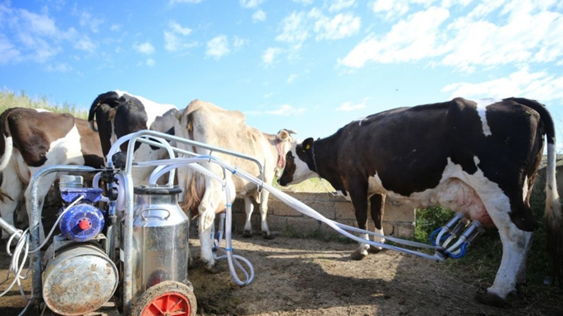 Süt Toplama Azaldı, Üretim Arttı