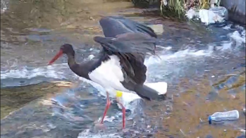 Kara Leylek Şahindere’de Çöp Topladı