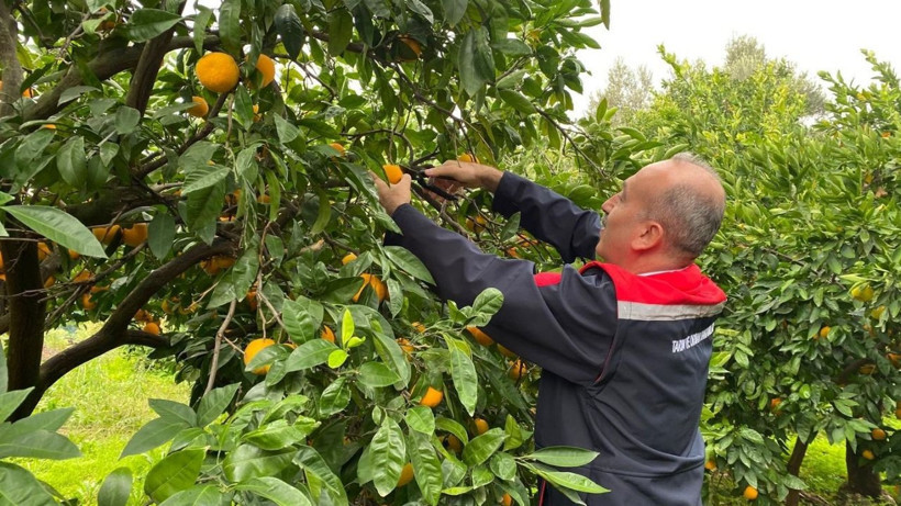 Havran Mandalinası'nda Hasat Mesaisi Başladı - 2. resim