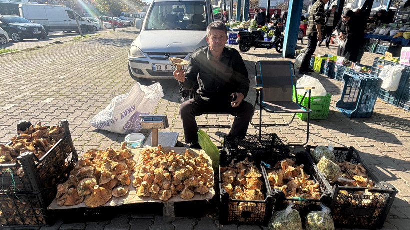 Balıkesir’de2025 Yılının Sonuna Doğru Melki Bolluğu: