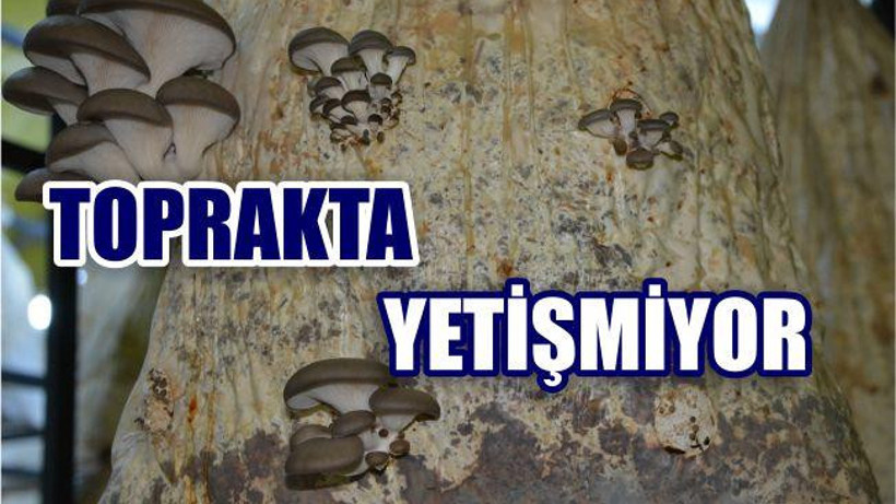 BU MANTAR TOPRAKTA YETİŞMİYOR
