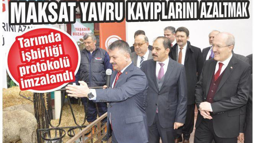 PROTOKOL İLE BUZAĞI, KUZU VE OĞLAK KAYIPLARININ AZALTILMASI HEDEFLENİYOR