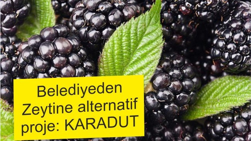 ZEYTİNE ALTERNATİF PROJE HAZIRLANDI