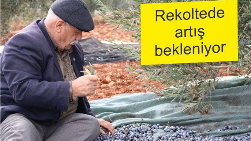 REKOLTEDE ARTIŞ BEKLENİYOR