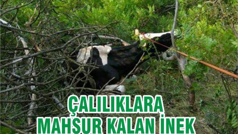 ÇALILIKLARA MAHSUR KALAN İNEK