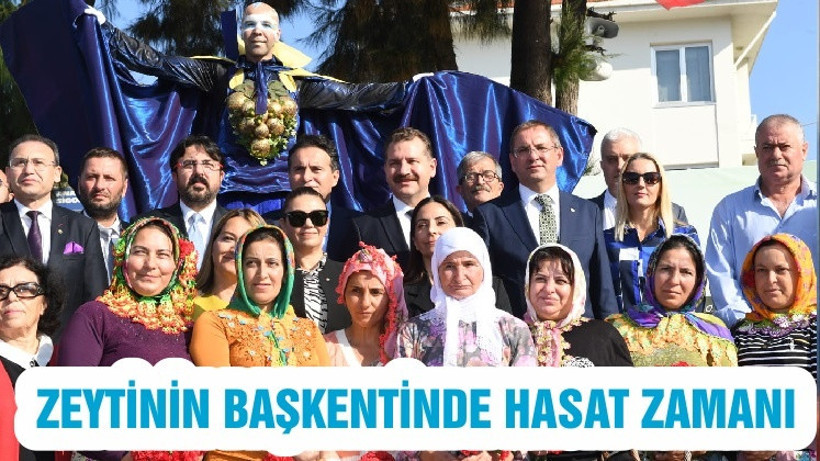 ZEYTİNİN BAŞKENTİNDE HASAT ZAMANI