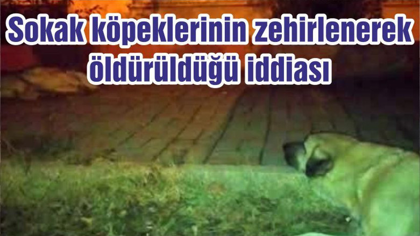 Sokak köpeklerinin zehirlenerek öldürüldüğü iddiası