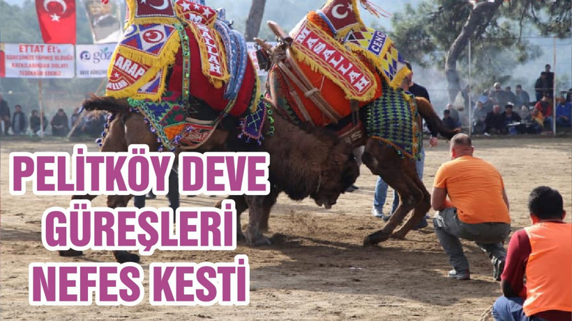 PELİTKÖY DEVE GÜREŞLERİ NEFES KESTİ