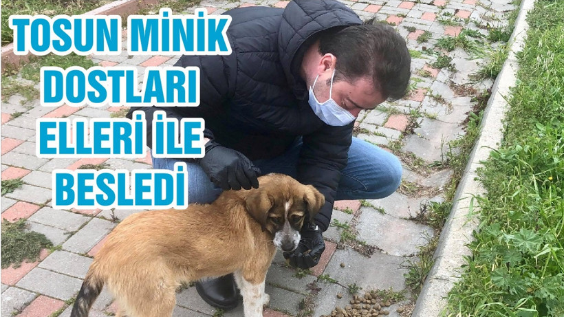 TOSUN MİNİK DOSTLARIMIZI ELLERİ İLE BESLEDİ