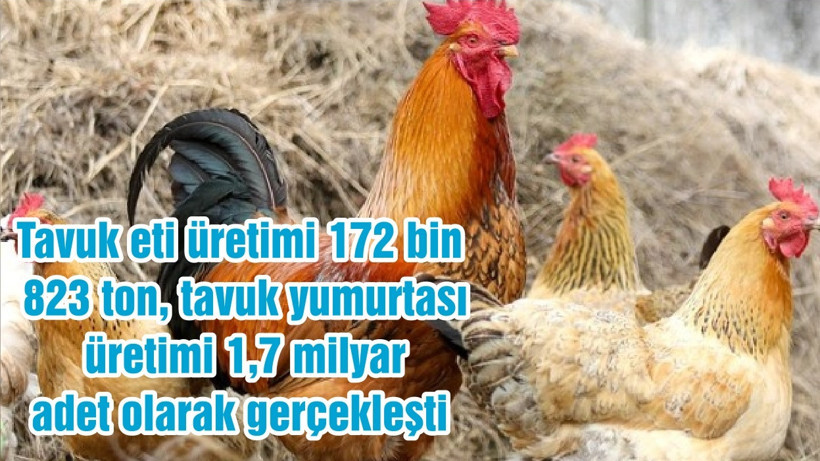 Tavuk eti üretimi 172 bin 823 ton, tavuk yumurtası üretimi 1,7 milyar adet olarak gerçekleşti