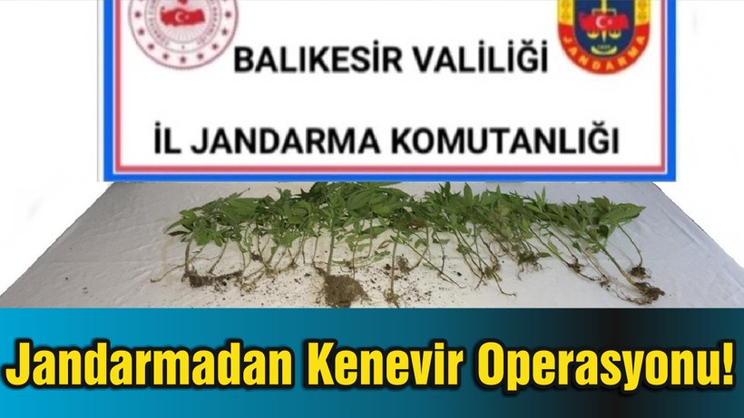 Jandarmadan Kenevir Operasyonu!