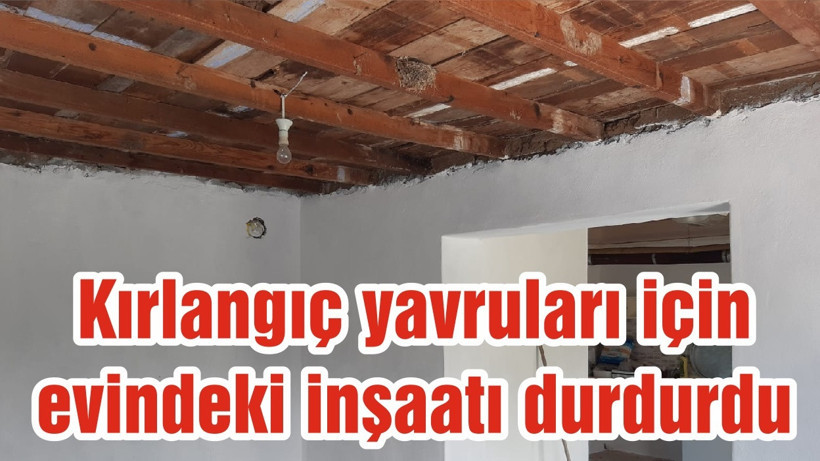 Kırlangıç yavruları için evindeki inşaatı durdurdu