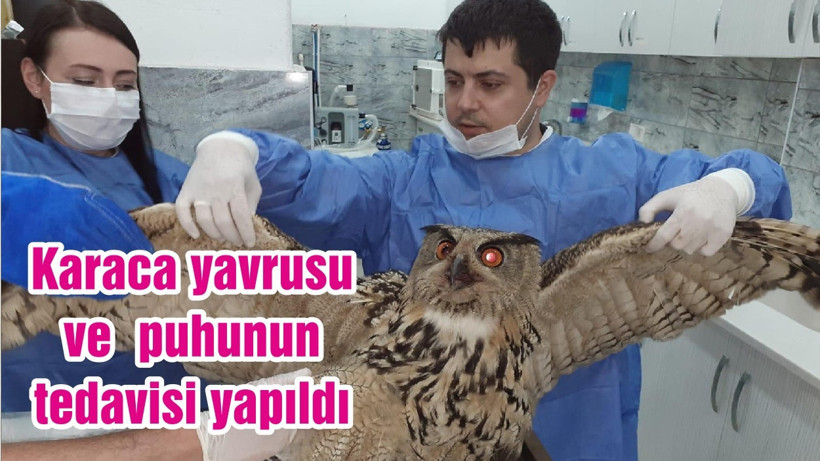 Karaca yavrusu ve puhunun tedavisi yapıldı