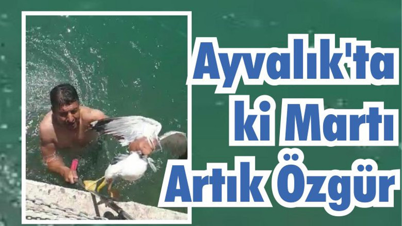 Ayvalık’ta ki Martı Artık Özgür