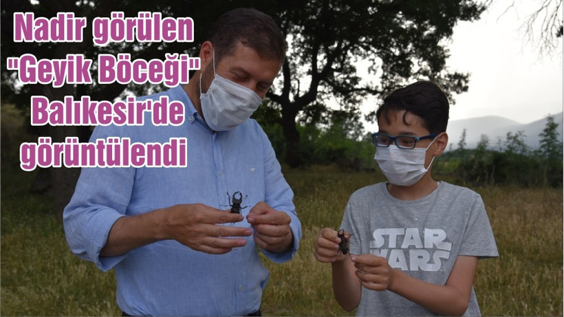 Nadir görülen "Geyik Böceği" Balıkesir'de görüntülendi
