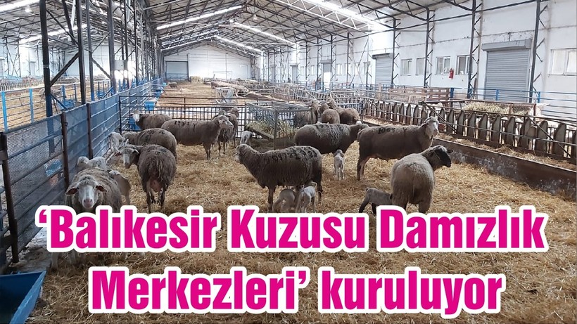 ‘Balıkesir Kuzusu Damızlık Merkezleri’ kuruluyor