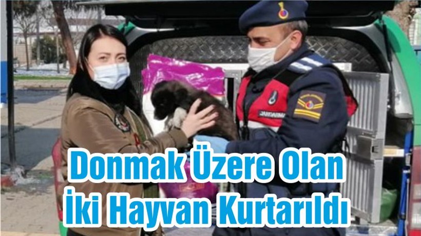 Donmak Üzere Olan İki Hayvan Kurtarıldı