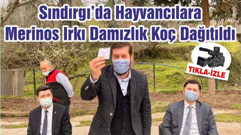 Balıkesir'de Hayvancılara Merinos Irkı Damızlık Koç Dağıtıldı