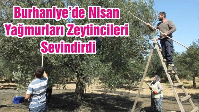 Burhaniye’de Nisan Yağmurları Zeytincileri Sevindirdi