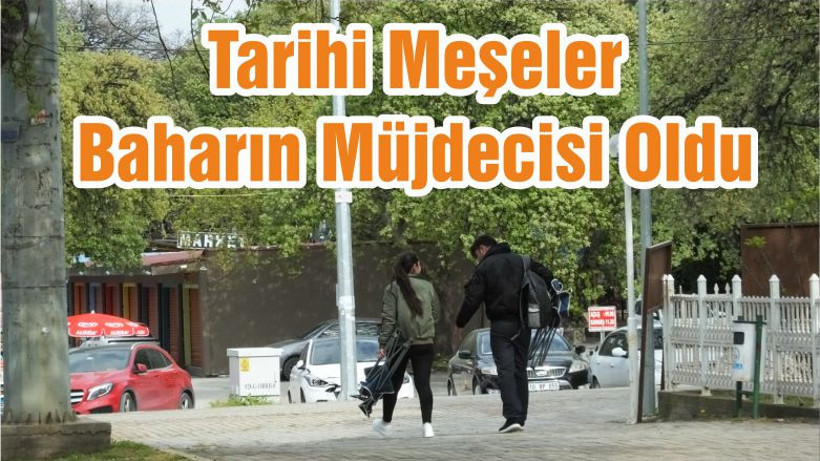 Tarihi Meşeler Baharın Müjdecisi Oldu