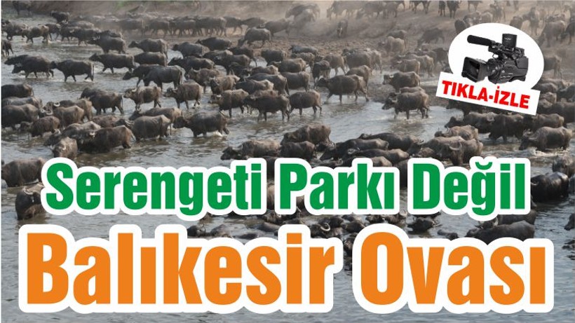 Serengeti Parkı Değil Balıkesir Ovası
