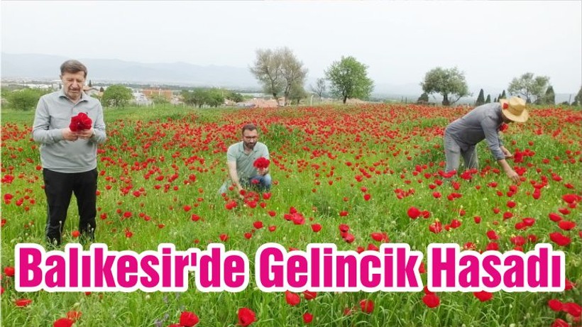 Balıkesir'de Gelincik Hasadı