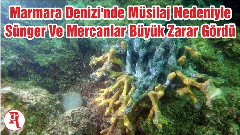 Marmara Denizi'nde Müsilaj Nedeniyle Sünger Ve Mercanlar Büyük Zarar Gördü