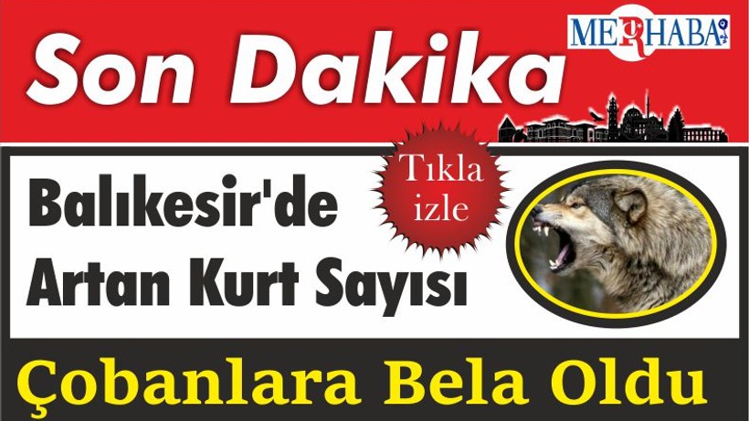 Balıkesir'de Artan Kurt Sayısı Çobanlara Bela Oldu