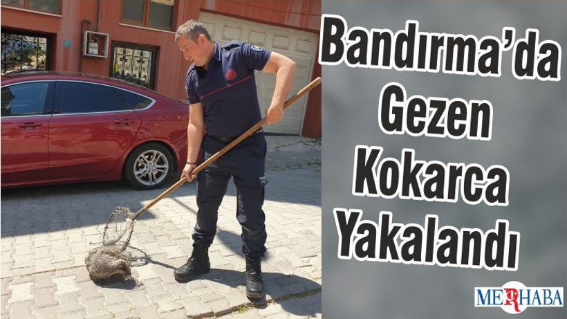 Bandırma’da Gezen Kokarca Yakalandı