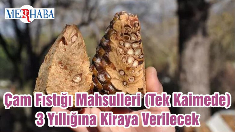 Çam Fıstığı Mahsulleri (Tek Kaimede) 3 Yıllığına Kiraya Verilecek