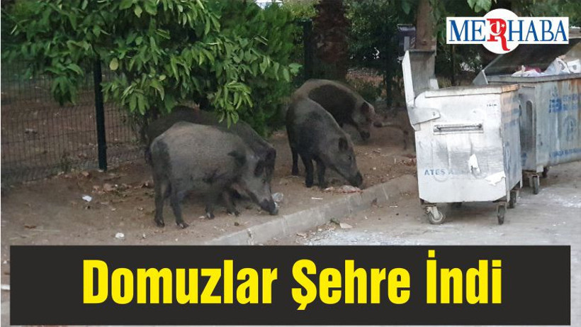Domuzlar Şehre İndi