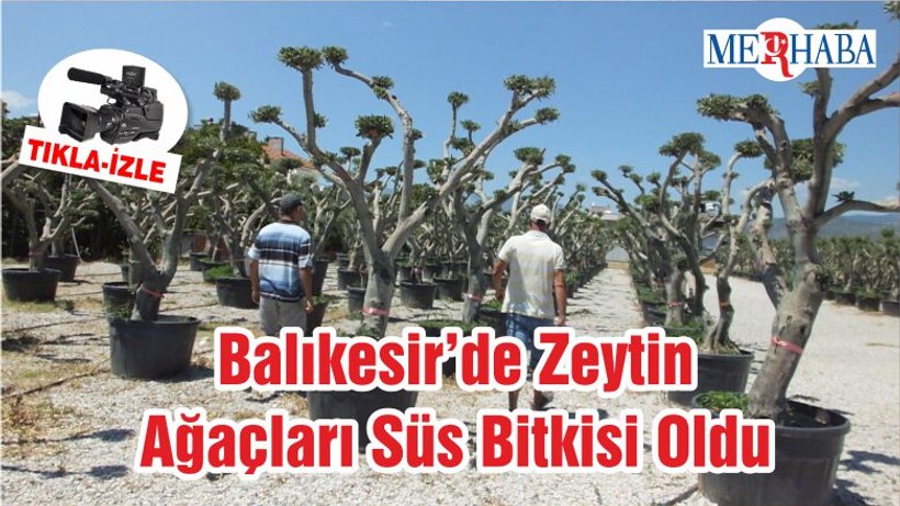Balıkesir’de Zeytin Ağaçları Süs Bitkisi Oldu