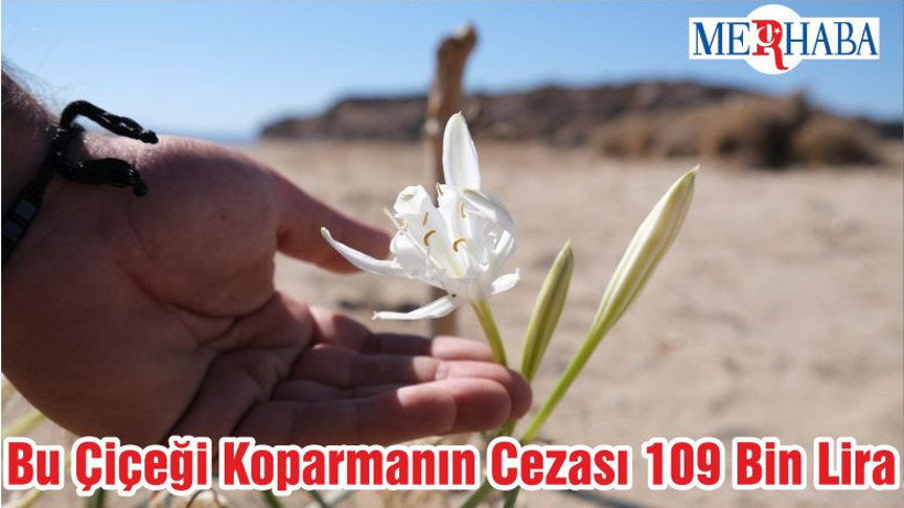 Bu Çiçeği Koparmanın Cezası 109 Bin Lira