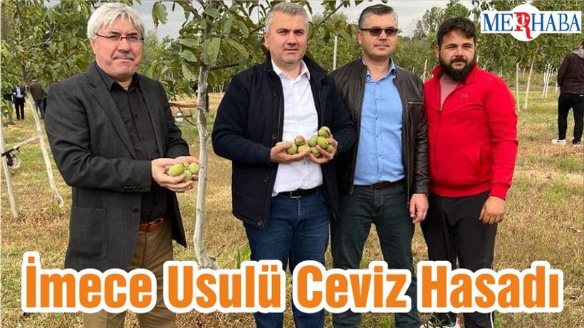 İmece Usulü Ceviz Hasadı