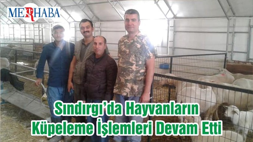Sındırgı’da Hayvanların Küpeleme İşlemleri Devam Etti