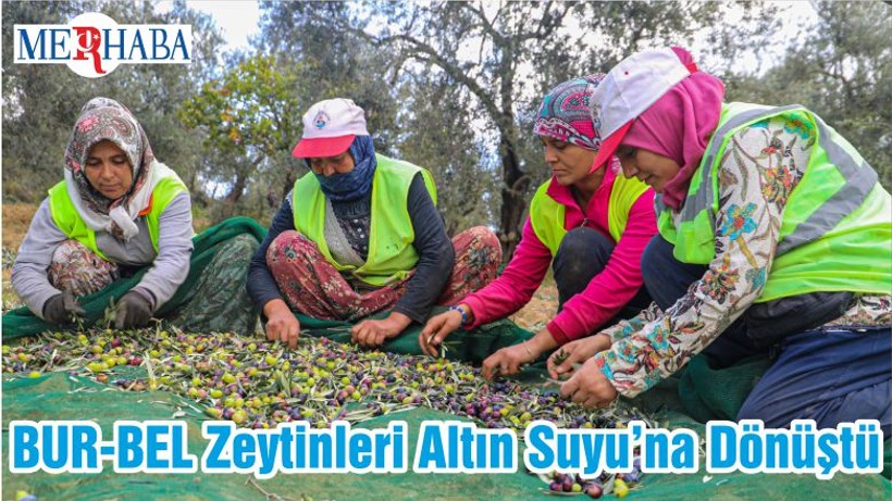 BUR-BEL Zeytinleri Altın Suyu’na Dönüştü