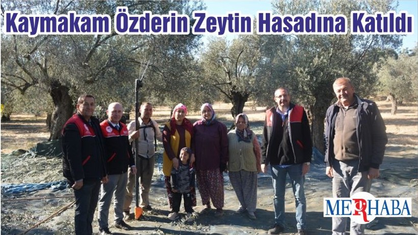 Kaymakam Özderin Zeytin Hasadına Katıldı