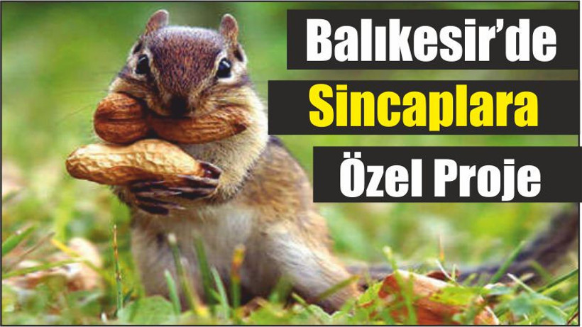 Balıkesir’de Sincaplara Özel Proje