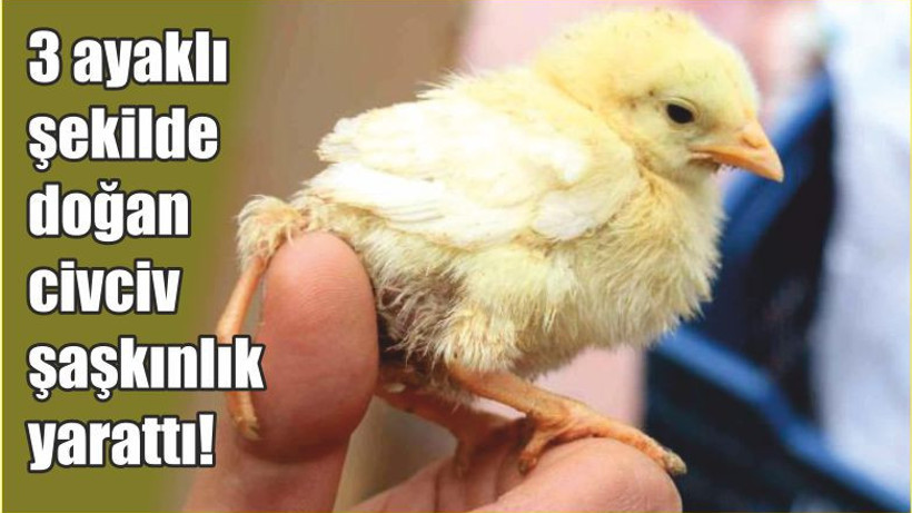 3 ayaklı şekilde doğan civciv şaşkınlık yarattı!